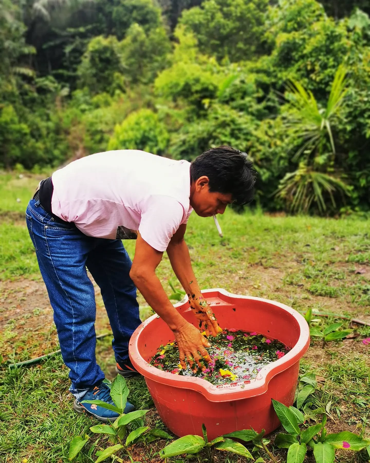 Don Leonardo is preparing for the gran finale and last ceremony tonight with a cleansing flower bath
#ayahuasca #flowerbath
