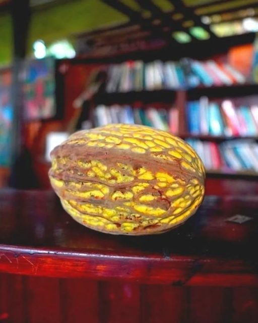 Macambo breakfast!
Theobroma literally means “food of the gods,” and is the scientific name of the group of plant species that brings us chocolate. And while cacao (Theobroma cacao), from which chocolate is made, is far more famous, macambo (Theobroma bicolor), cultivated by indigenous farmers of the Amazon in Peru, deserves to be more widely known.
#macambo #theobroma