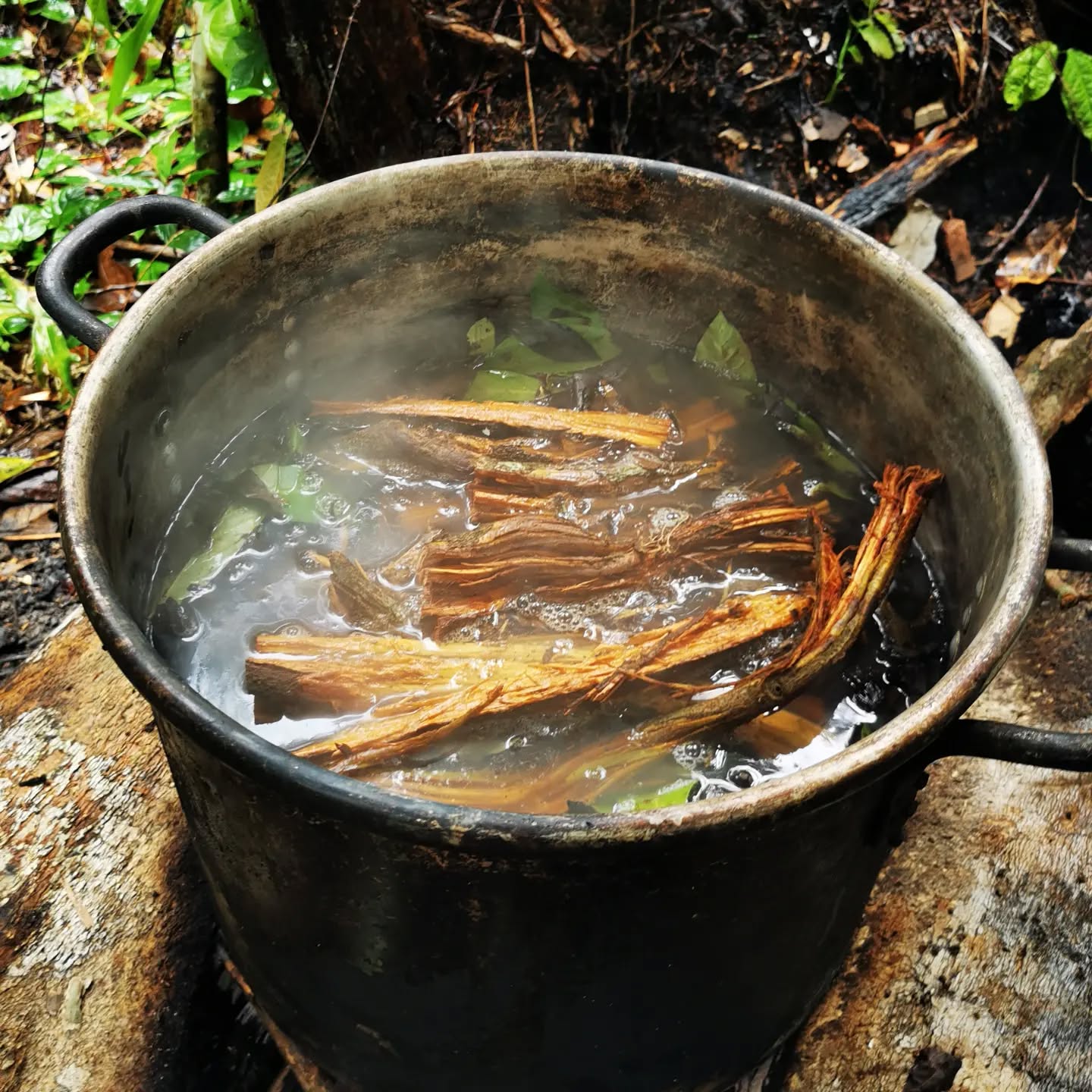 Ayahuasca can help people to accept death and to alleviate the pain of losing a loved one. This is the conclusion of a study, published in Omega – Journal of Death and Dying.
http://journals.sagepub.com/doi/abs/10.1177/0030222817710879?journalCode=omea&
The study aimed to explore the potential effects of ayahuasca on grief. They compared 30 people who had taken ayahuasca with 30 people who had attended peer-support groups, measuring level of grief and experiential avoidance. 
They also examined themes in participant responses to an open-ended question regarding their experiences with ayahuasca. 
The ayahuasca group presented a lower level of grief in the Present Feelings Scale of Texas Revised Inventory of Grief, showing benefits in some psychological and interpersonal dimensions. 
Qualitative responses described experiences of emotional release, biographical memories, and experiences of contact with the deceased. 
Additionally, some benefits were identified regarding the ayahuasca experiences.
These results provide preliminary data about the potential of ayahuasca as a therapeutic tool in treatments for grief.