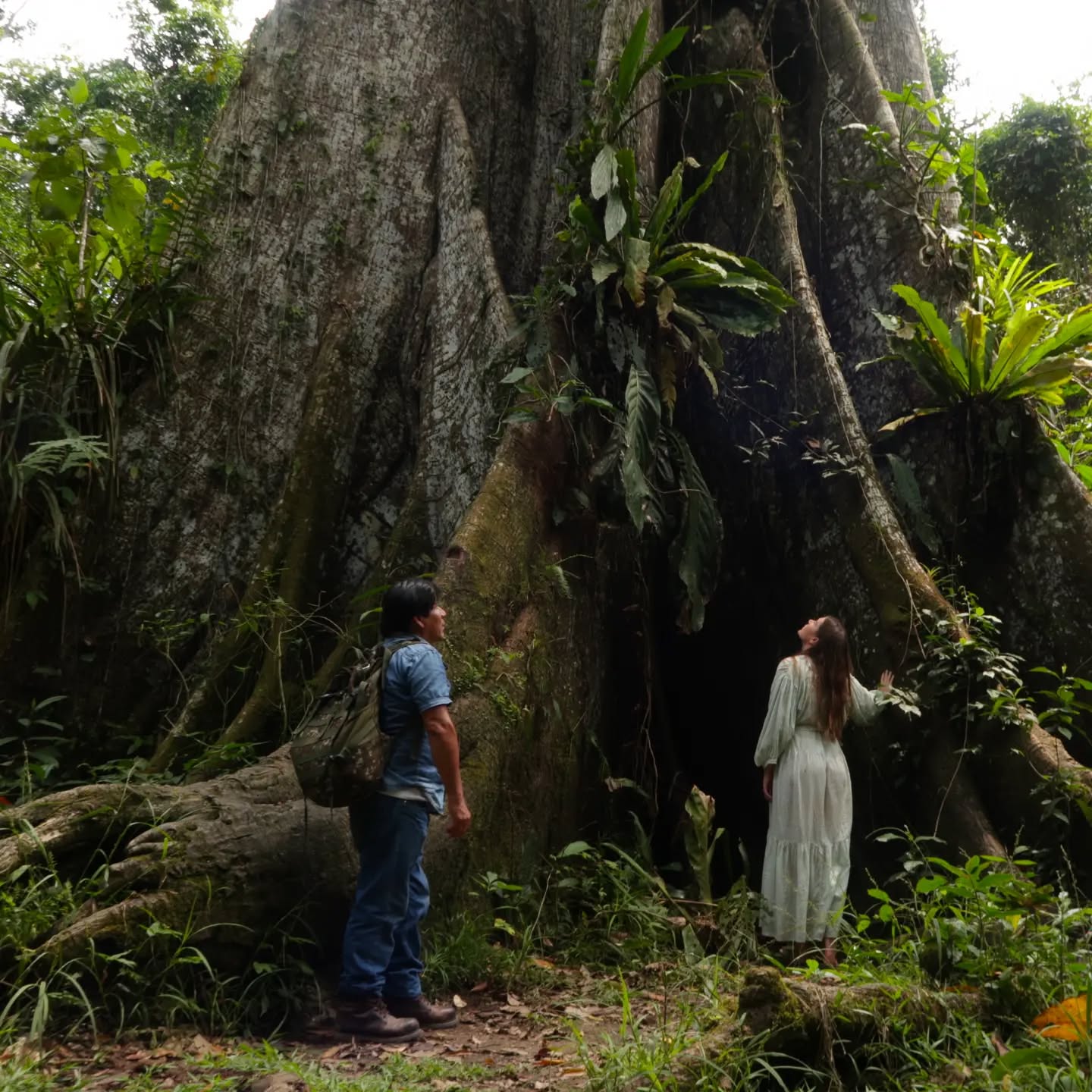 We went to visit La gran cieba (also called the Lupuna tree). 
Its seeds, leaves and resin are used as medicinal herbs to cure fever, asthma, diarrhea or kidney problems, among others. Among indigenous people the infusion of the bark is popularly used for the treatment of cancer and inflammations.
Due to its size and presence, it occupies a very important position in the ecosystem of the Amazon rainforest.
There are numerous stories and legends around this tree. It is said that at night it is frequented by sorcerers, goblins and gigantic animals. 
The tribes of the Amazon jungle agree that the Lupuna tree has at its base a large door, invisible to human eyes, which serves to communicate with the spiritual world.
#amazonian #shamanism #plantmedicine