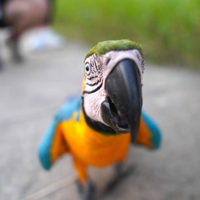 This little beauty showed up on our medicinal plant walk today :)
The guacamayo, renowned as the macaw, is a dazzling avian wonder found in the lush landscapes of Central and South America. Its resplendent plumage, adorned in vivid shades of red, blue, green, and yellow, captures attention and serves as a means of communication. Highly social and remarkably intelligent, guacamayos thrive in close-knit flocks, exhibiting intricate behaviors and even mimicking human speech. Beyond their aesthetic allure, these birds play a pivotal role in ecosystem health by aiding in pollination and seed dispersal.