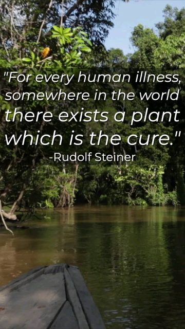 "For every human illness, somewhere in the world there exists a plant which is the cure." - R Steiner
#ayahuasca #plantspiritmedicine #shamanim #amazon #jungle #ayahuascaretreat #offgrid #shaman #lalunadelamazonas