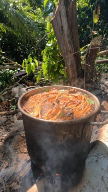Our guests went up with the sun to brew some fresh medicine for tonight's ayahuasca ceremony. 🙏🌱❤️
#ayahuasca #shamanism