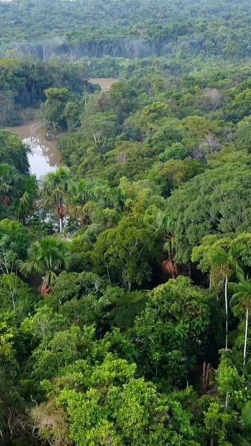 #amazonian #shamanism