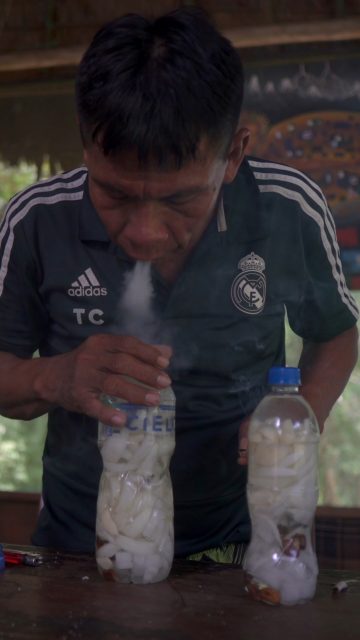 Camalonga is a shrub that grows in the lower Amazon basin. Its seeds are particularly appreciated by healers and practitioners of traditional amazonian plant medicine, for their healing power and energy protection properties. The camalonga plant has been used for centuries by indigenous peoples of the Amazon rainforest. 
The camalonga plant has been used for centuries by indigenous peoples of the Amazon rainforest for its medicinal, spiritual and psychological healing properties. 
It is used in ayahuasca ceremonies, where it is said to protect and to help facilitate spiritual visions and insights.
Camalonga is considered a master plant or teacher plant and its seeds are also used as an amulet. 
#amazonian #shamanism