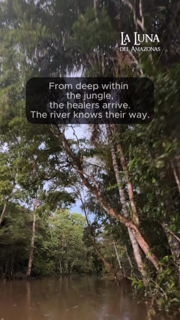 From time to time, the spirits guide the shamans to offer additional plant remedies to our guests.
#ayahuasca #shamanism #lalunadelamazonas