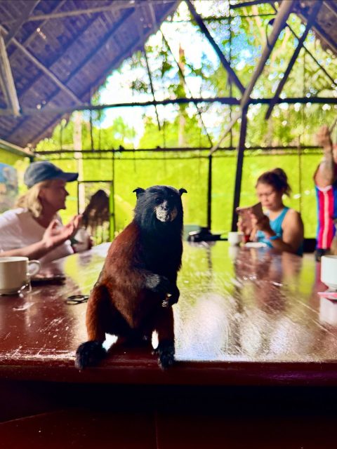 Messengers of the forest, reminding us that enlightenment sometimes looks like a monkey asking for bananas. 🍌 ❤️🌙🐒
#JungleSpirits #AmazonMagic #SacredEncounters #LaLunaDelAmazonas
