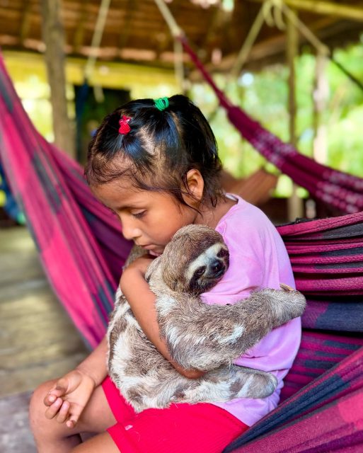 Benigno’s granddaughter sharing a tender moment with a wandering sloth.
These gentle spirits of the forest appear only when they choose… and if you are very lucky, the jungle will let you glimpse one.
#sloth #lalunadelamazonas