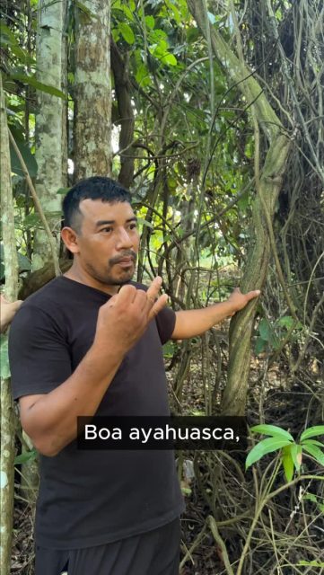 Ayahuasca is not just Banisteriopsis caapi.
From the Ayahuasca vine come three key alkaloids:
• Harmine (Telepathine)
• Harmaline
• Tetrahydroharmine (THH)
These alkaloids prepare the body and mind, allowing the medicine to work gently and deeply.
From the Chakruna leaf (Psychotria viridis) comes DMT.
Because these elements work together so powerfully, the first night is always approached with care.
A small dose.
A moment of listening.
To see how the body and energy respond.
This work is done with respect, patience, and responsibility as it has been taught for generations in the Amazon.
#Ayahuasca, #PlantMedicine, #Shamanism, #LaLunaDelAmazonas